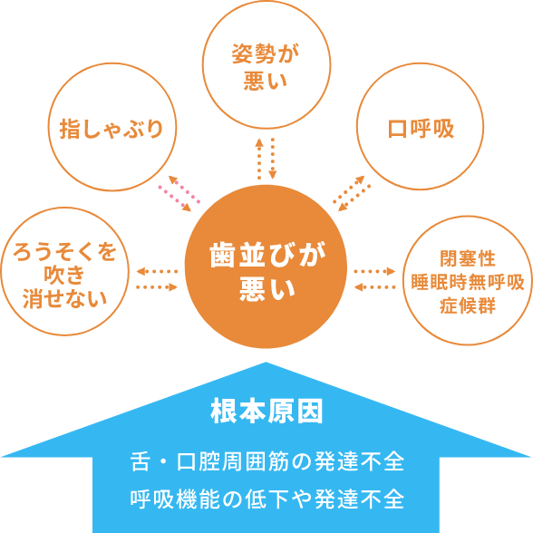 舌・口腔周囲筋の発達不全、呼吸機能の低下・発達不全が原因で、歯並びの悪さを始め姿勢・呼吸に様々な問題を起こします。それぞれの問題同士も相互に影響し合います。